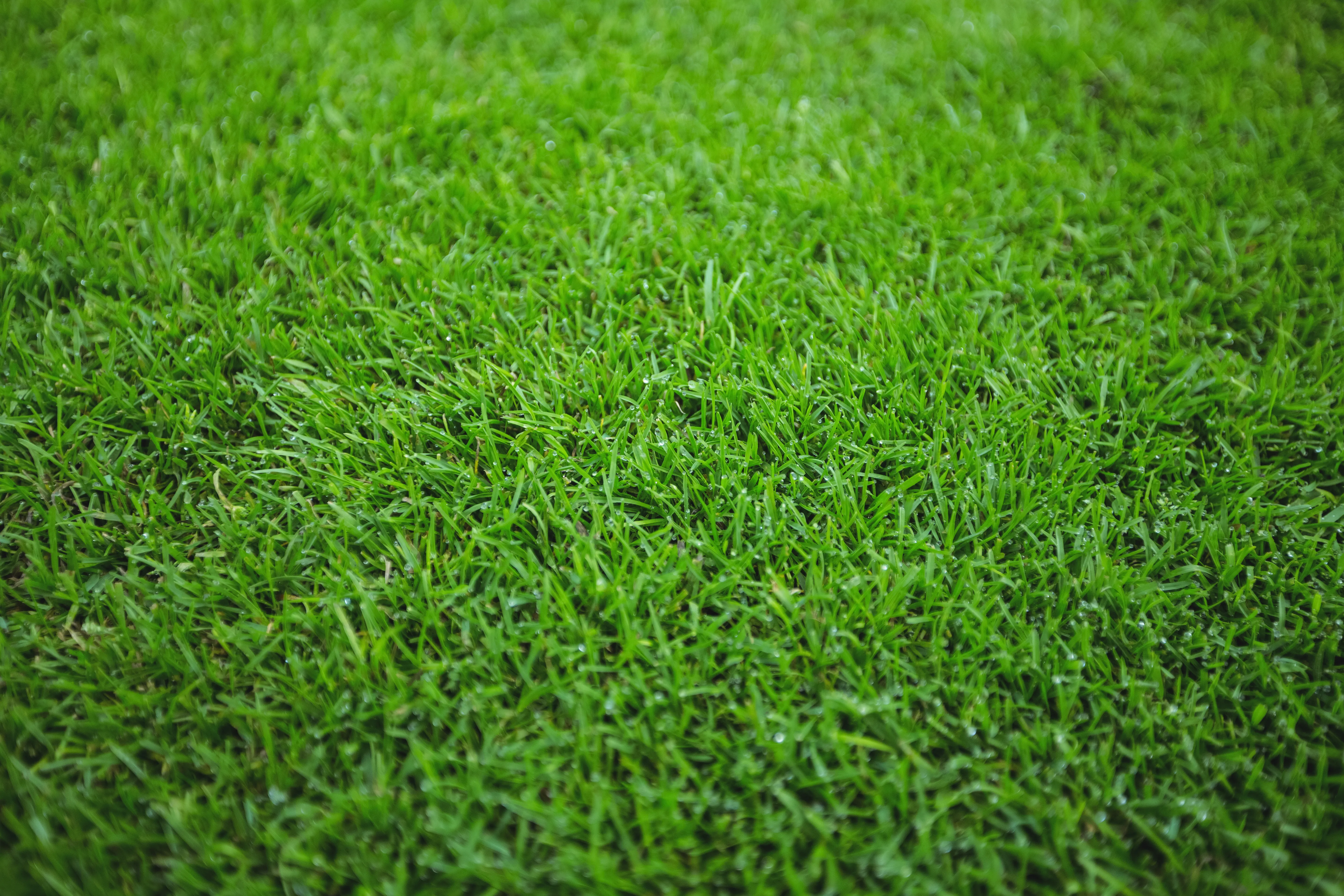 Artificial grass